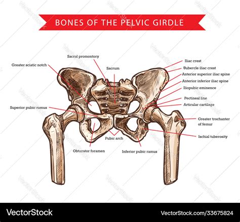 Pelvis Bones Human Anatomy Sketch Royalty Free Vector Image