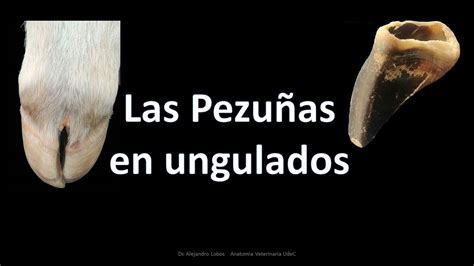 Las Pezuñas De Los Ungulados Youtube