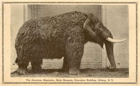 10 Important Facts About Mastodons