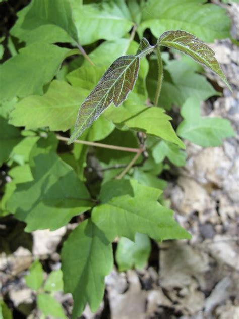 Sign In Herbalism Herbal Remedies Poison Ivy