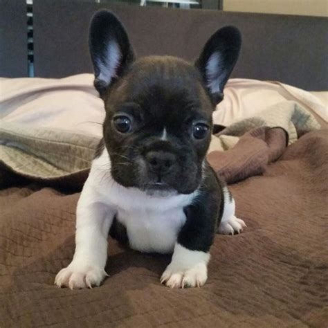 The french bulldog is an affectionate dog breed that loves to play. French Bulldog For Sale Near Me | Top Dog Information