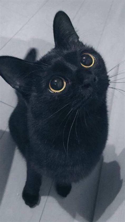 lost in eyes album on imgur cute black cats cute cats pretty cats beautiful cats kittens