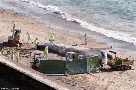 Whale Carcass Washed Up On A Dawlish Beach Is Removed Amid Fears It