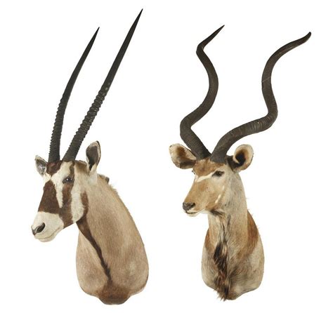 Pair Of African Antelope Taxidermy Heads Natural History Industry