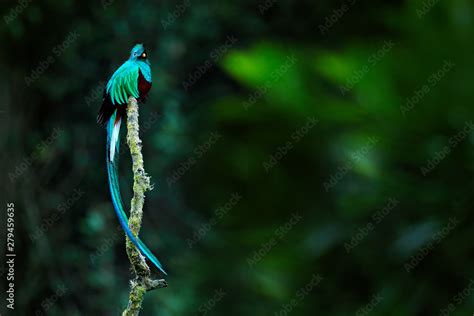 Resplendent Quetzal Pharomachrus Mocinno From Savegre In Costa Rica