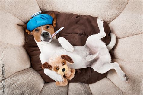 Sick Ill Dog Stock Photo And Royalty Free Images On Pic