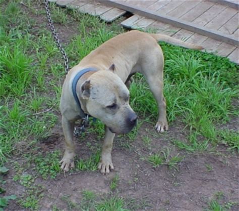 Make sure to purchase your new dog only the prices vary depending on the pup's pedigree and on the breeder itself. ONLINE PEDIGREES :: 75196 :: WHITE'S & WARLOCK'S BUCK