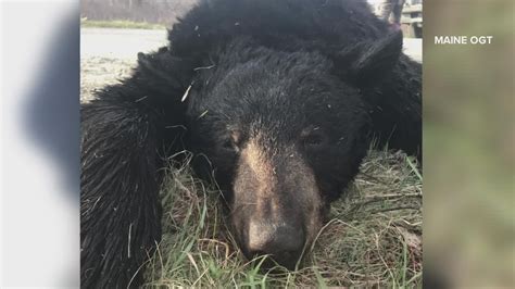 Reward Doubles For Any Info About To Illegally Killed Black Bear