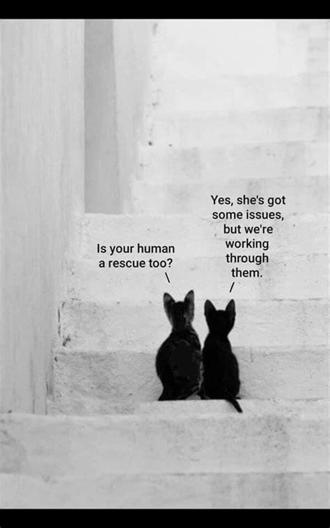 Two Cats Sitting On The Steps Looking At Each Other With Captions