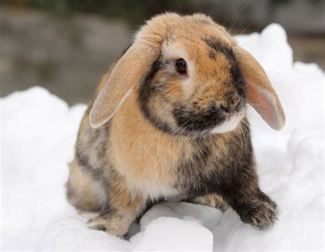 Best Snow Bunny Stock Photos Pictures And Royalty Free Images Istock