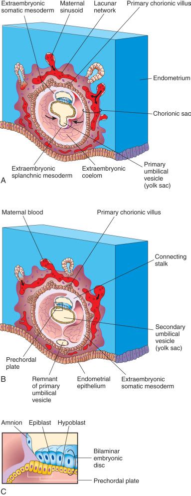 second week of human development obgyn key