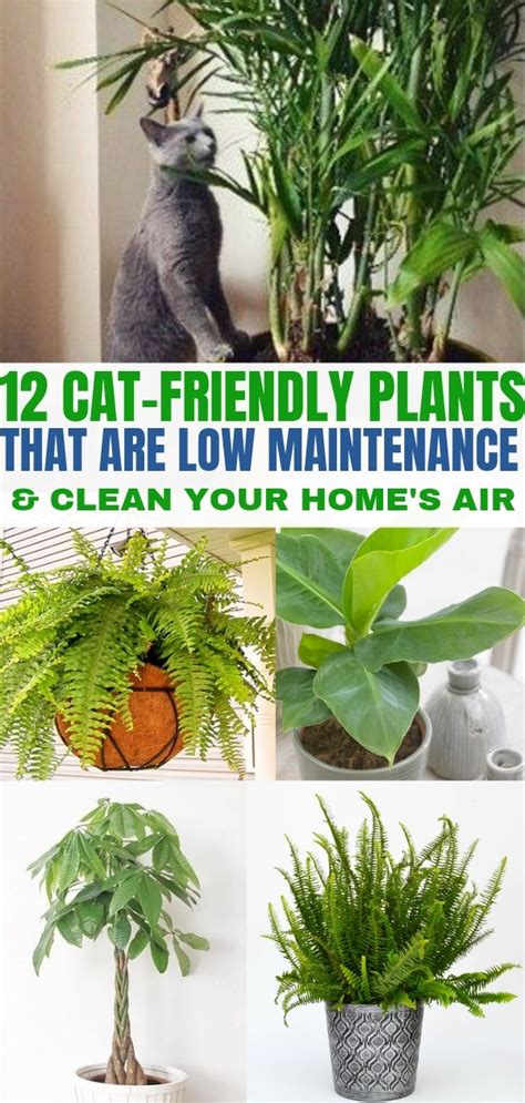 Peace lilies are toxic to dogs and cats and should be kept well out of their reach at all costs. 12 Indoor Plants that Clean the Air and are Safe for Cats ...