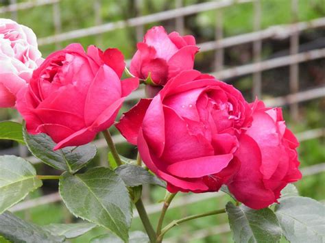 Top 10 Most Beautiful Roses In The World The Mysterious World