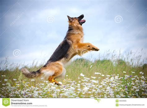 German Shepherd Dog Jumping Up Stock Image Image Of Funny Long 56503605