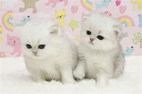 Find cats & kittens for sale, for rehoming and for adoption from reputable breeders or connect for free with eager buyers uk at freeads.co.uk, the cat & kitten classifieds. Persian kittens for sale, Teacup sizes, Chinchilla ...