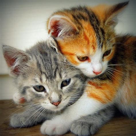 A Gorgeous Pair Of Cuddling Kitties