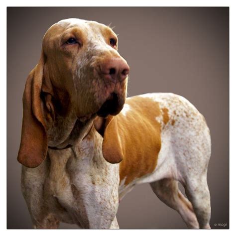Bracco Italiano Dog Breeds Bloodhound Dogs Dogs