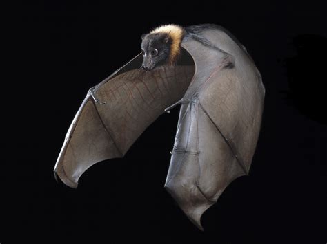 Worrisome Bat Disease Map Shouldnt Make People Fear Bats Ncpr News