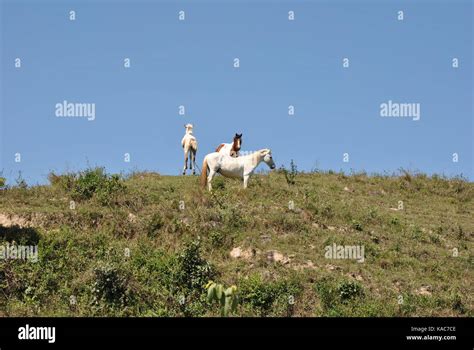 Horses Stock Photo Alamy