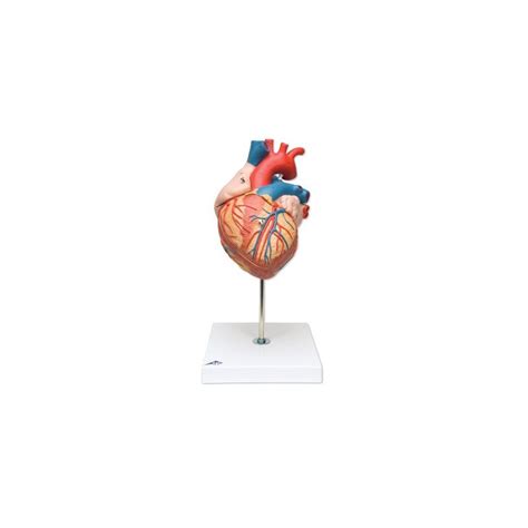 Model Lidského Srdce Velký 4 části Cor Modely Lidského