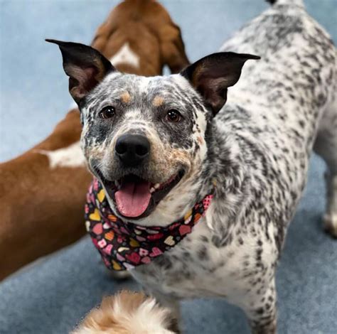 Blue Heeler Pitbull Mix A Guide On This Mighty Crossbreed