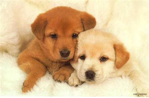 Wonderful And Marvelous Pictures Of Puppy And Dog Nice Wallpapers