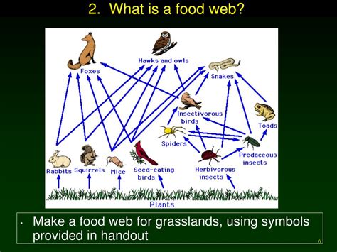 Ppt Food Webs And Energy Flow Powerpoint Presentation Free Download