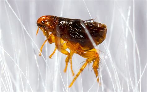 Add them now to this category in rolling meadows, il or browse best pest control for more cities. Pest Library | Common Pest Identification In Chicago, IL Metro