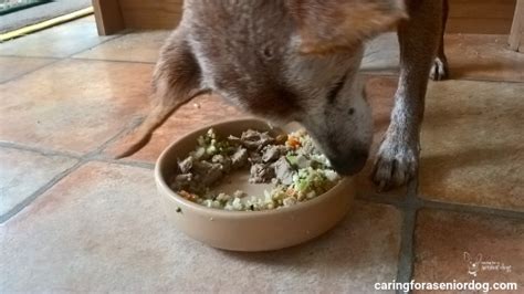 Here are the best dog food for arthritis choices. What Is The Best Natural Arthritis Pain Relief For Dogs ...