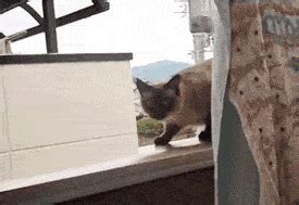 Cat Gifs To Help You Get Through Your Day UniversityPrimetime