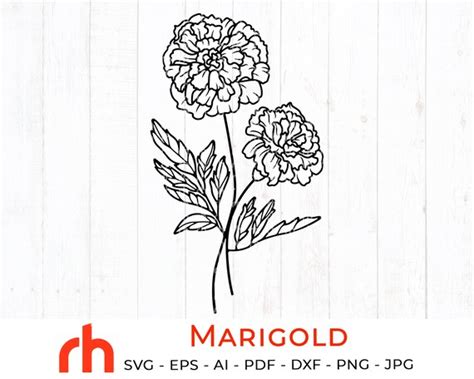 Marigold svg October birth flower svg Marigold silhouette | Etsy