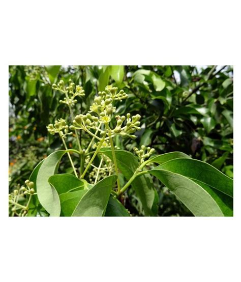 Kapebonavista Rare Variety Cinnamomum Tamala Plant In Poly Bag Herbs