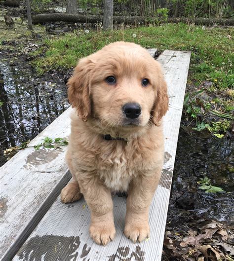Golden Retriever Puppies For Sale Chesterfield Township Mi 196573
