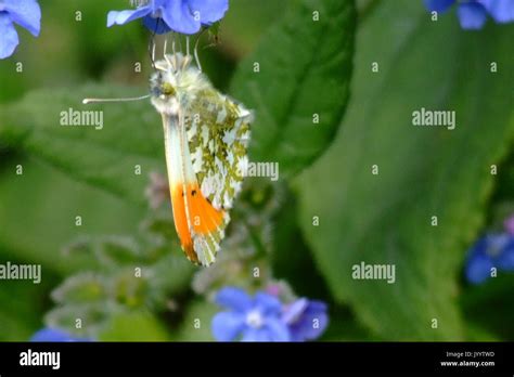 Male Orange Tip Butterfly Resting Stock Photo Alamy