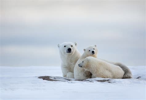 Alaska Polar Bears Northern Lights And More — Studebaker Studios
