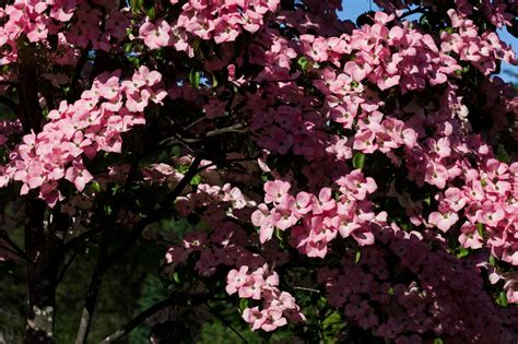 The flowers of shrub dogwoods are found in clusters of tiny white blossoms, rather than the big bold blooms of the tree species. Disease-Resistant Dogwoods | HGTV
