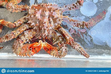 Hokkaido King Crab Stock Photo Image Of Crab Japan 238221288