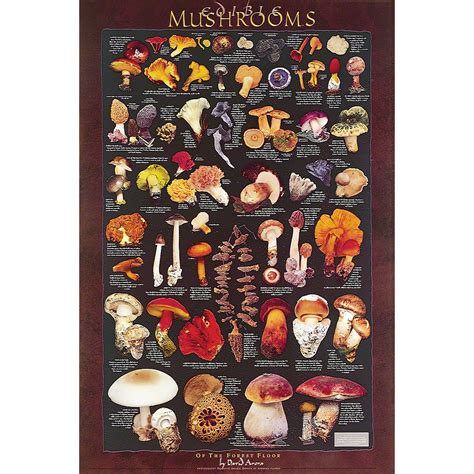Forest Floor Mushrooms Poster — Fungi Perfecti