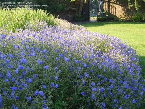 Perennials Geranium Johnsons Blue At Kew Gardens 1 By Rbtkew