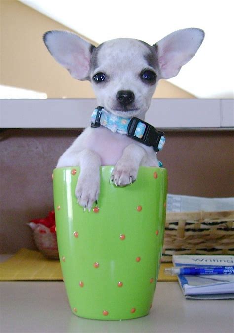 A Gallery Of Dogs In Cups