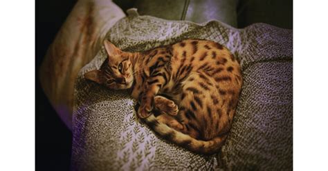 Bengal The 17 Best Cat Breeds For First Time Owners