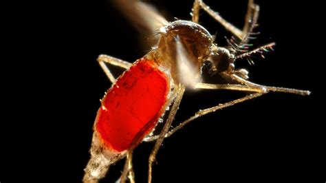 How Dengue Fever Is Spreading Round The World Cnn