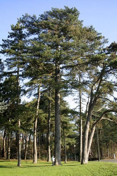 Pin Noir Pinus Nigra Taille Bouturage Entretien