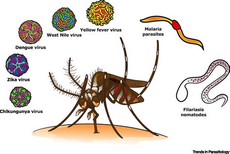 In Fairness To Mosquitoes Trends In Parasitology