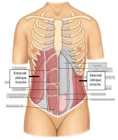 The muscles that join the ribs together are called intercostal muscles. Left Abdominal Pain: Lower Left Abdominal Pain Below Rib Cage