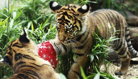 Pero antes de sumergirse en el mundo de los cactus, aprendamos más datos sobre ellos. ¿Cuántas especies animales hay en la Tierra? - UstedPregunta