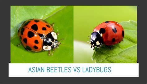 preferred pest control on twitter do you know the difference between asian lady beetles