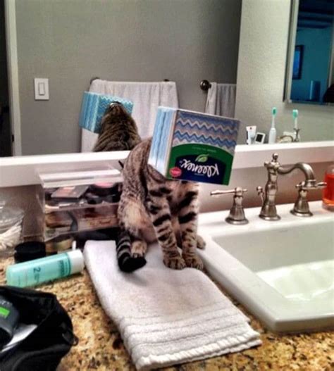40 Hilarious Photos Of Cats In Unexpected Situations Savvydime