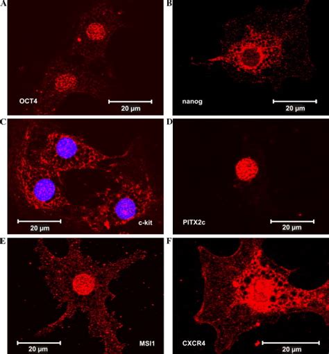 Stemprogenitor Cell Marker Proteins In Cd133 Hsc Immunofluorescence