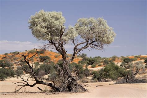 The trees are usually grow into a shape like an umbrella. Grey Camel Thorn Tree And Road In Kalahari Desert Stock ...